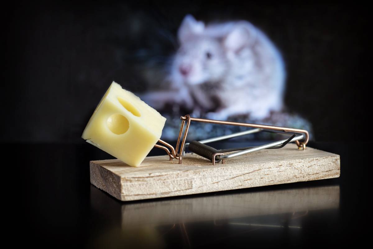 A closeup of a piece of cheese on a mousetrap with a white mouse on the blurry background