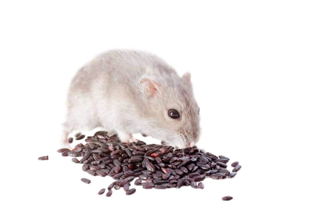 Djungarian hamster eating black rice in front of white background