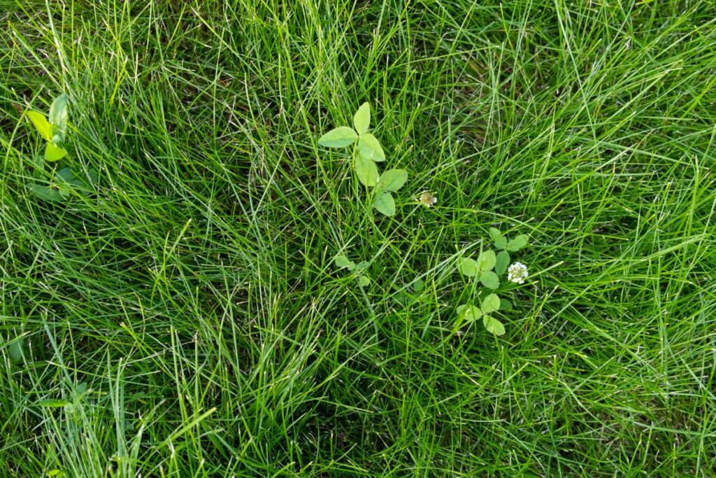 Green juicy grass on the lawn close-up at sunset. The border of the mown lawn. weeds, clover