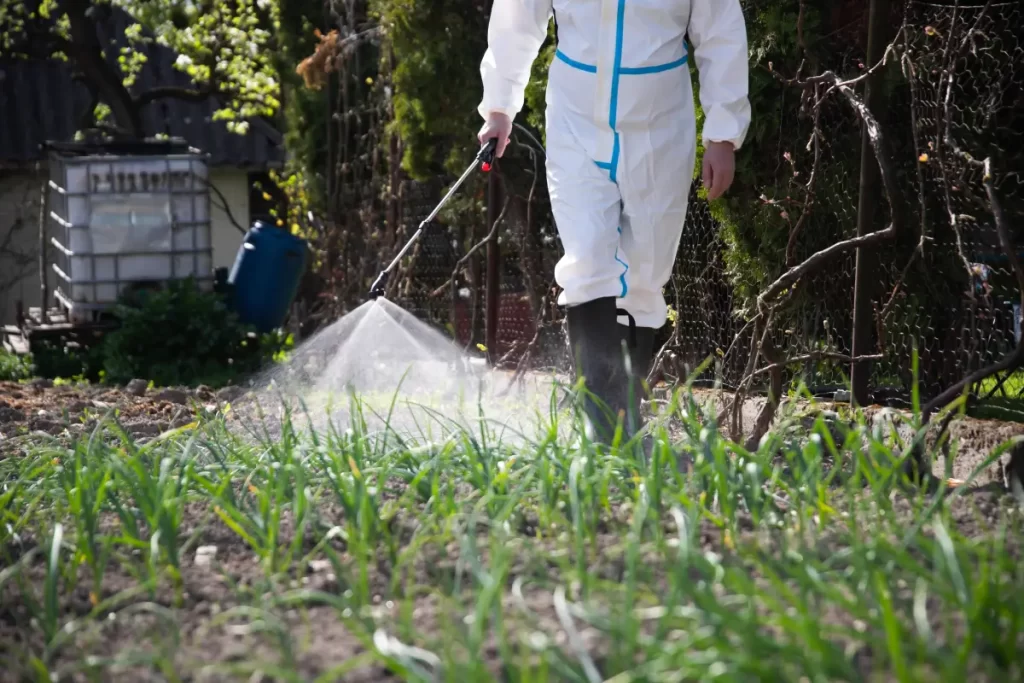 An agricultural worker in protective white clothing sprays crops of green plants in a rural garden setting during the daytime.