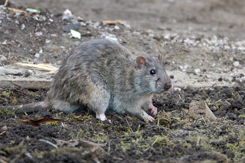 brown-rat