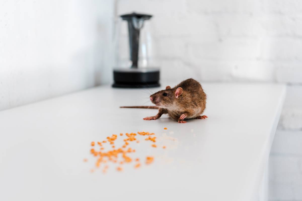 selective focus of small rat near uncooked peas on table