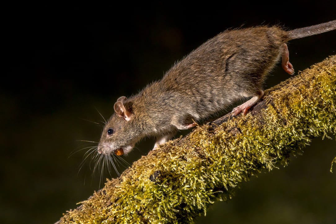 wild-brown-rat